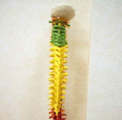 カイロプラクティックとは？